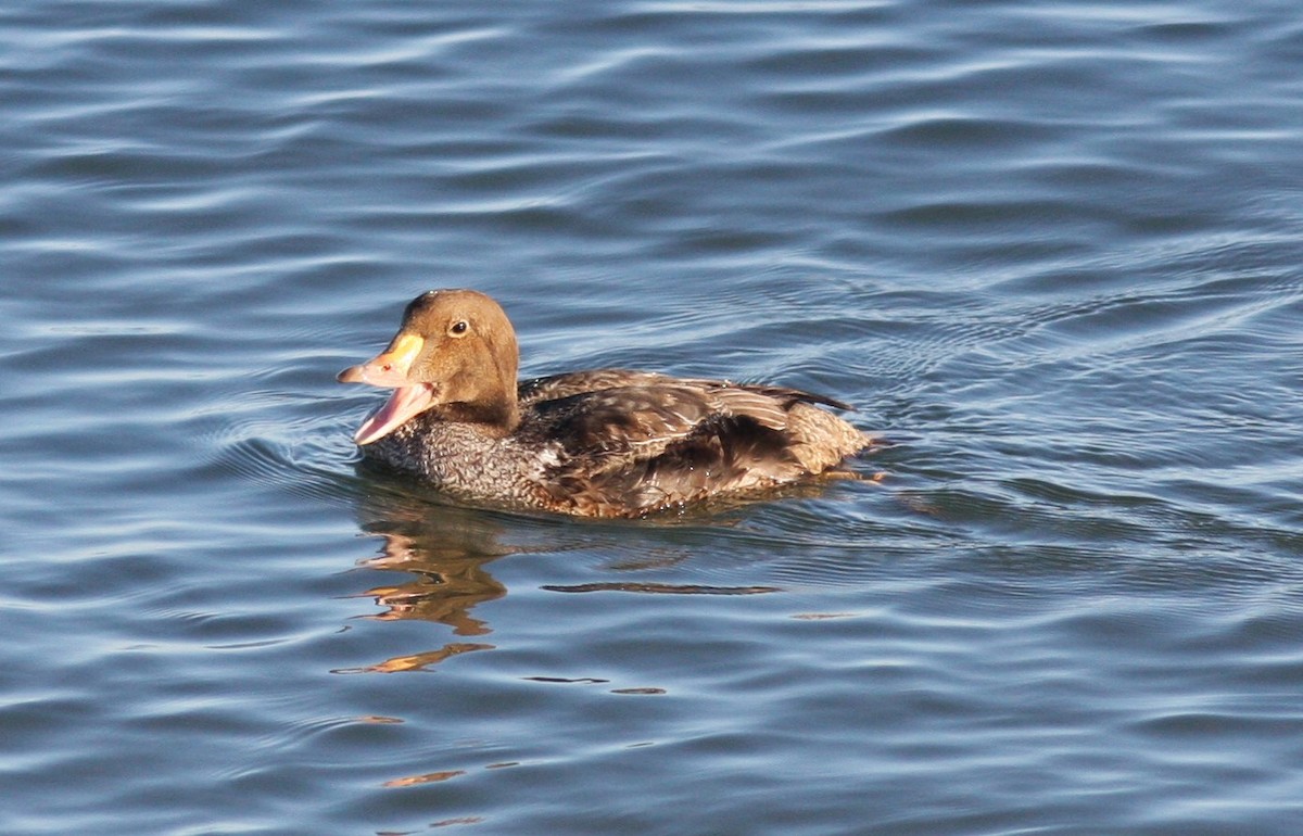 King Eider - ML614785272