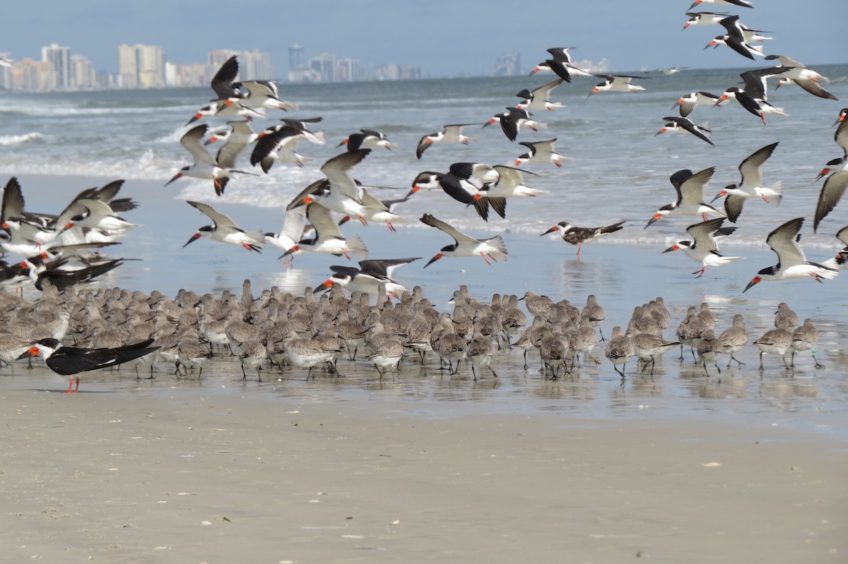 Red Knot - ML614785290