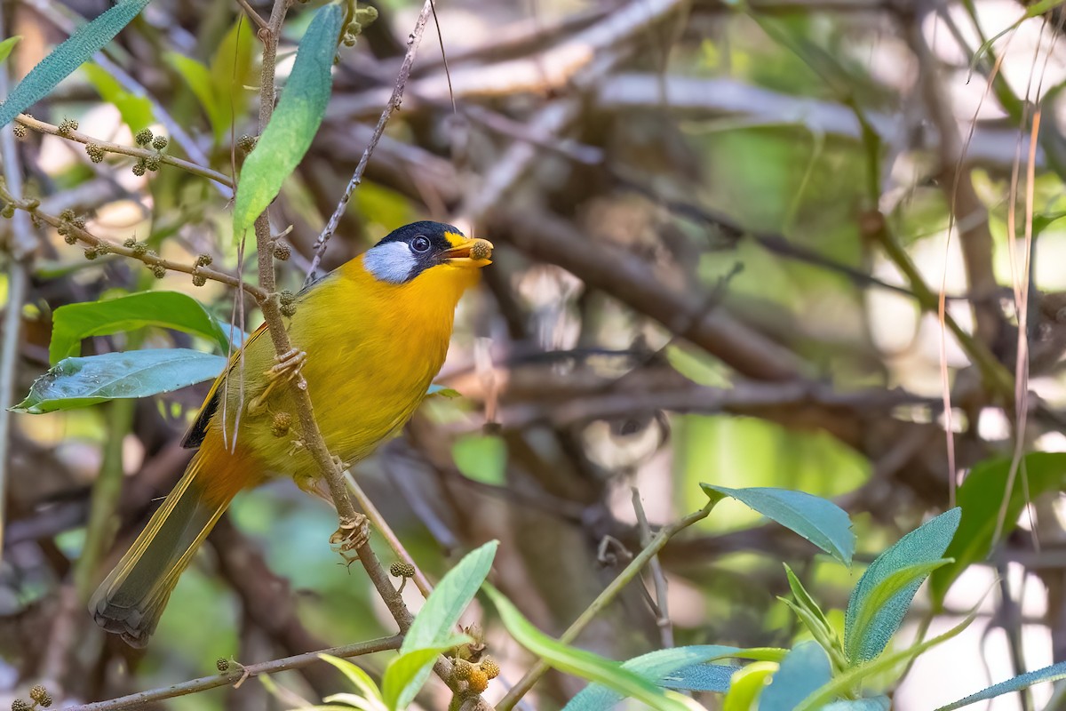 Leiótrix Cariblanco (grupo argentauris) - ML614785386