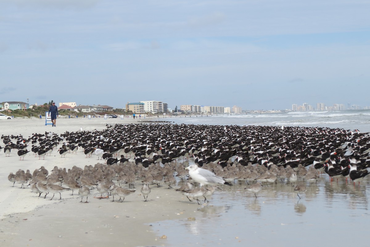 Black Skimmer - ML614785388