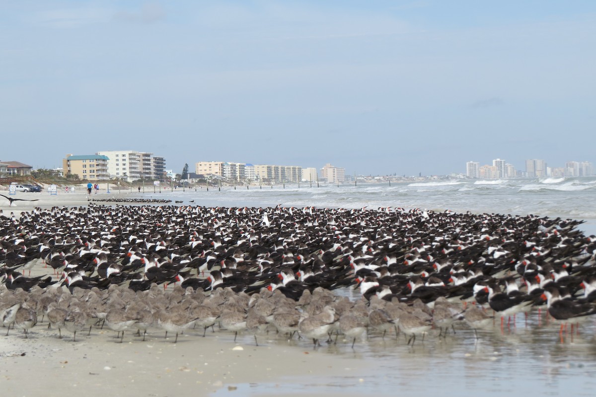 Black Skimmer - ML614785401