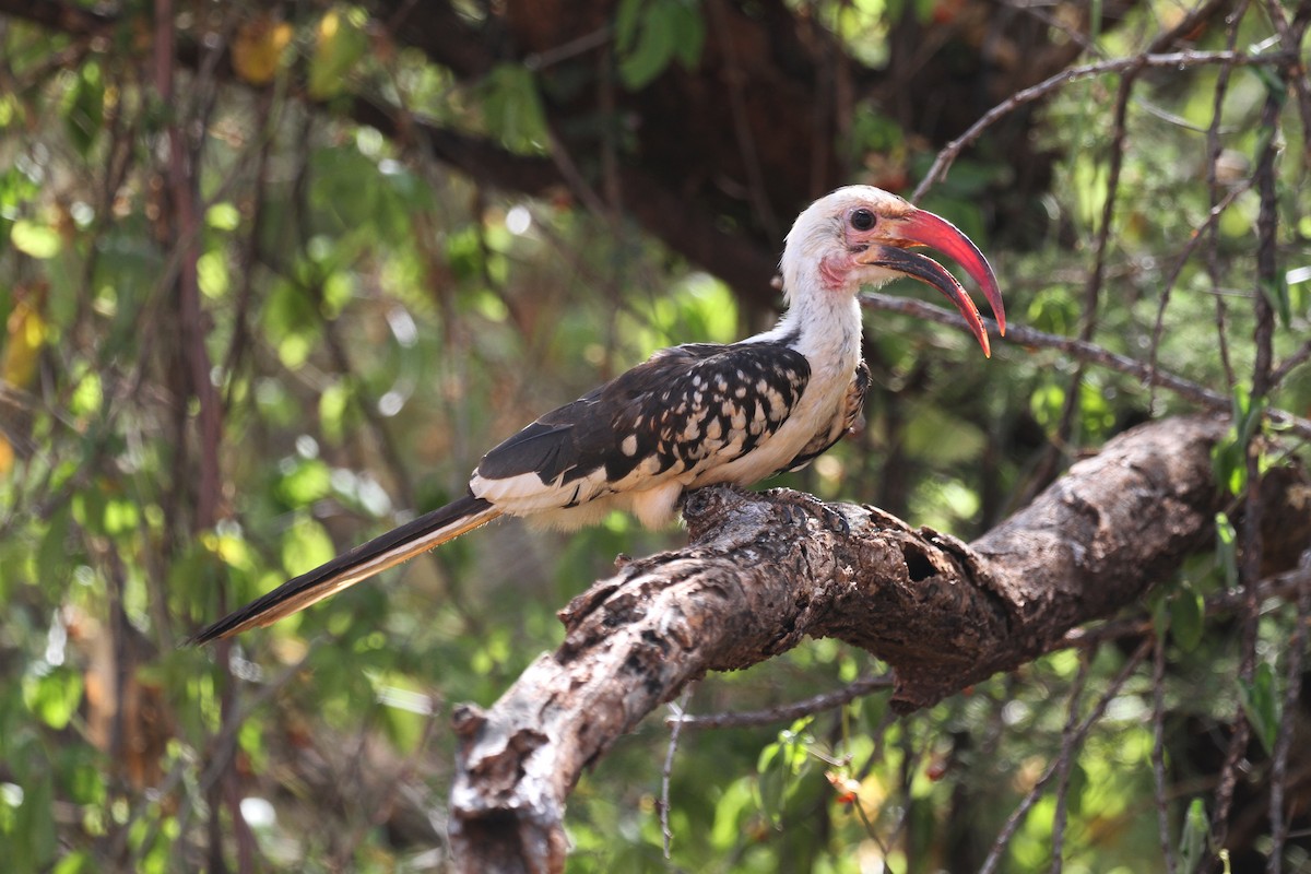 Northern Red-billed Hornbill - ML614785403