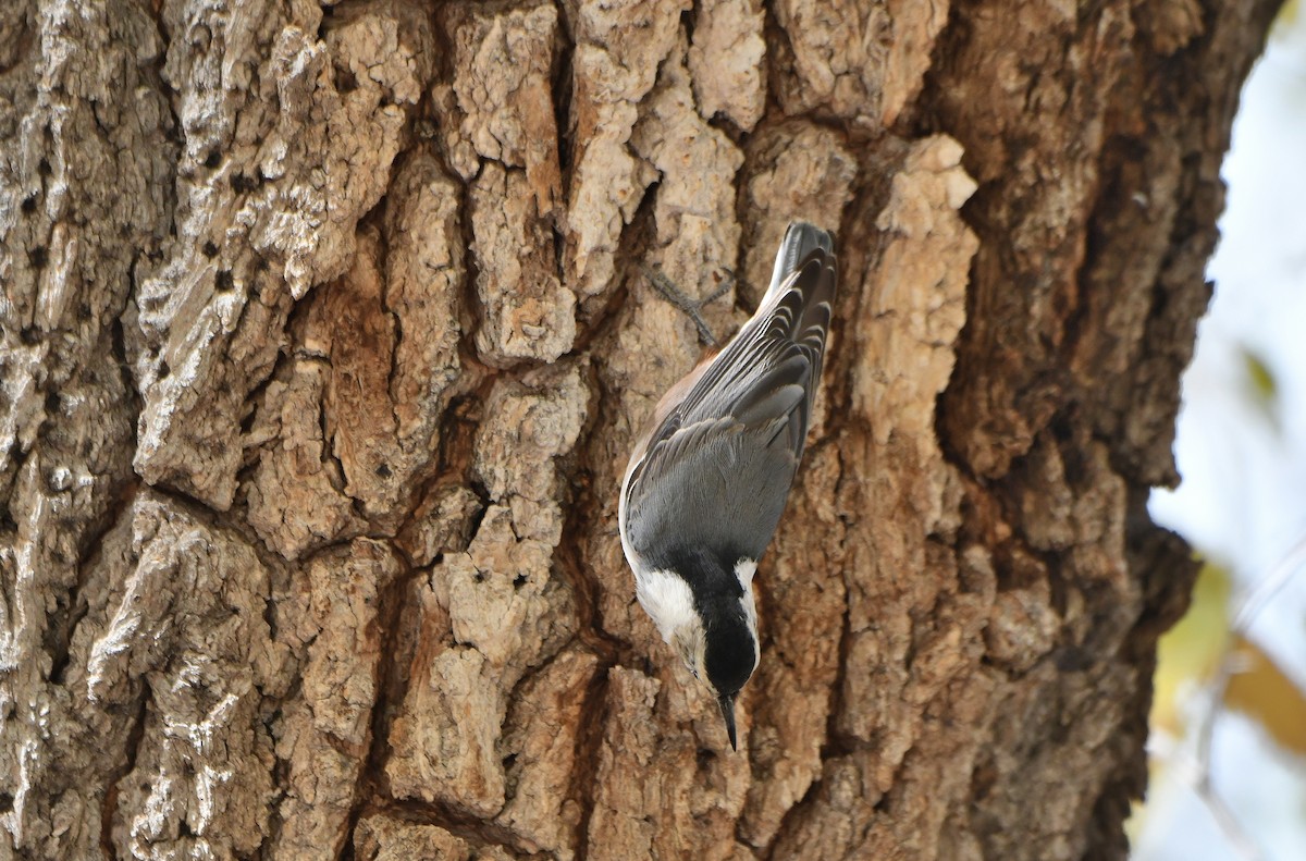White-breasted Nuthatch (Interior West) - ML614785407