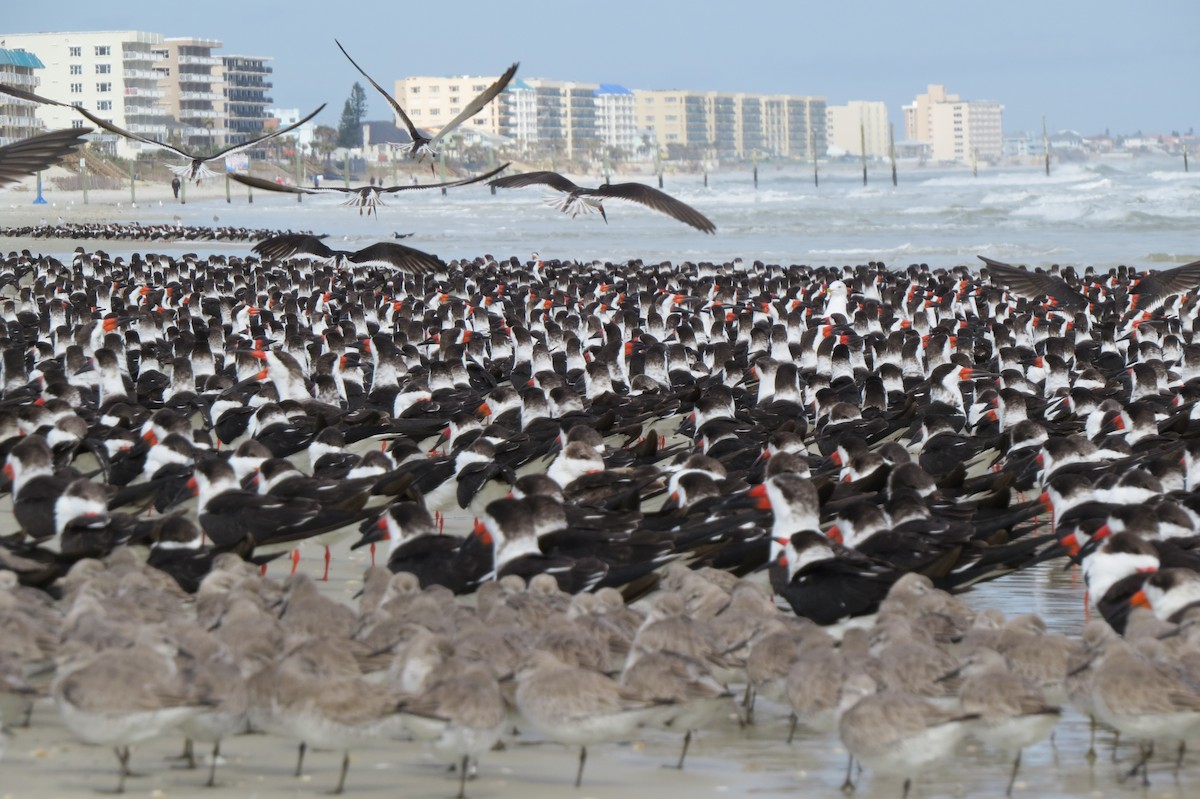 Black Skimmer - ML614785415