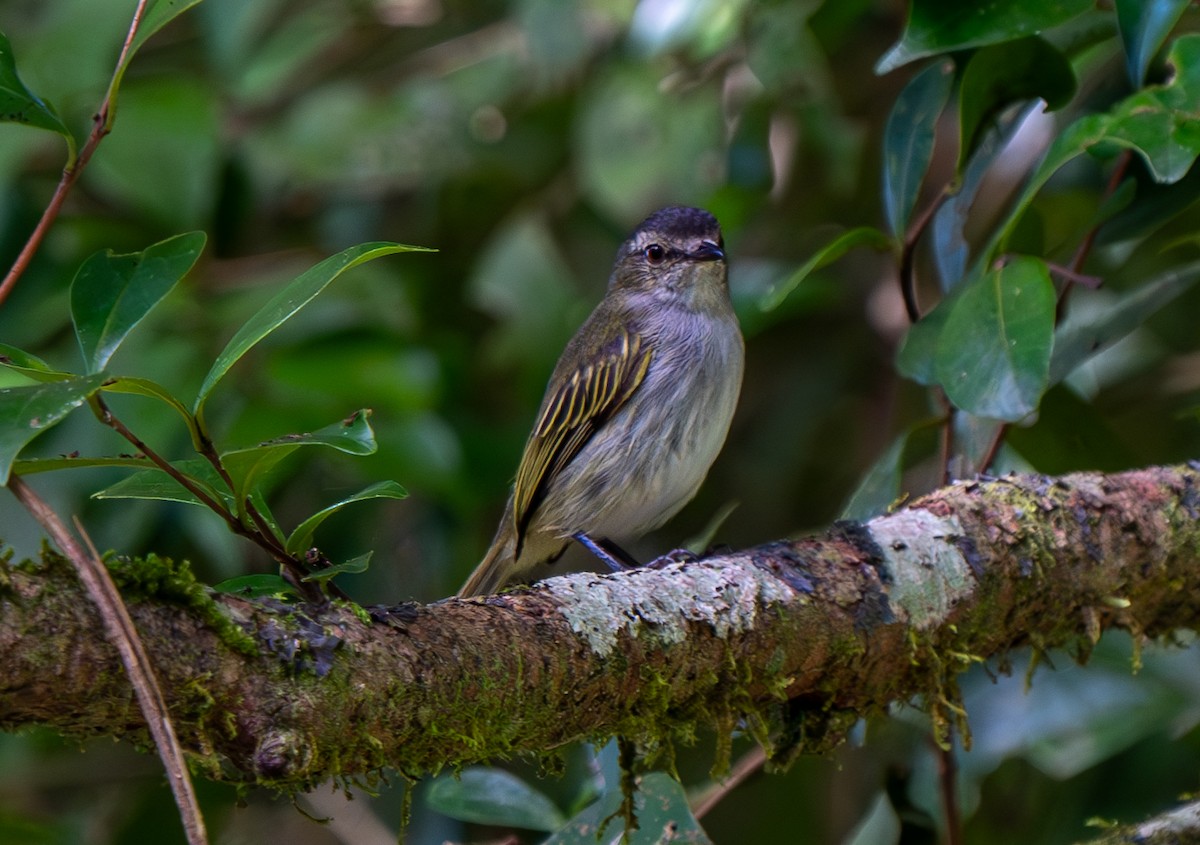 Mistletoe Tyrannulet - Sabrina Adleson