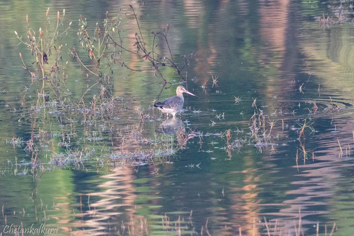 Black-tailed Godwit - Chetan Kalkura