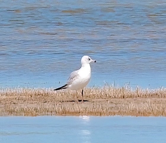 Ring-billed Gull - ML614785484