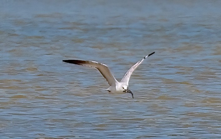 Ring-billed Gull - ML614785485