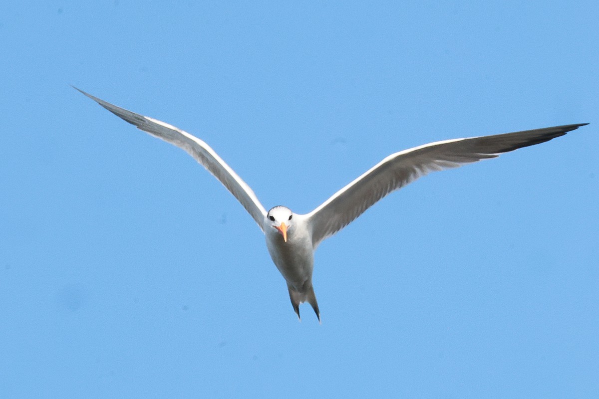 Royal Tern - ML614785506