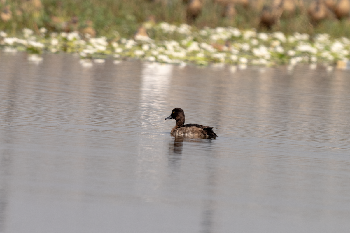 Tufted Duck - Swarnab Ghosh