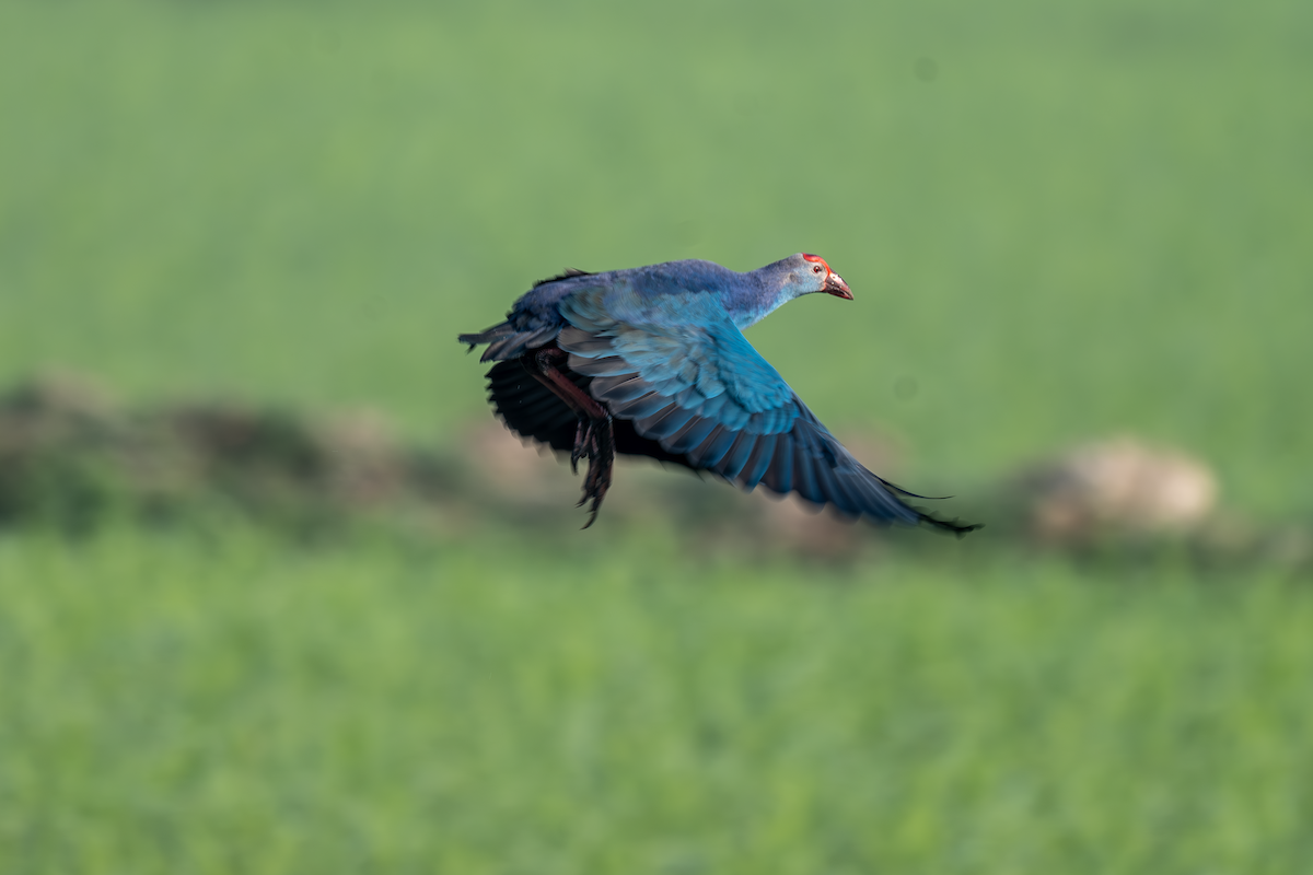 Gray-headed Swamphen - ML614785510