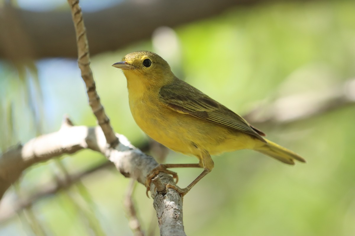 Yellow Warbler (Mangrove) - ML614785532