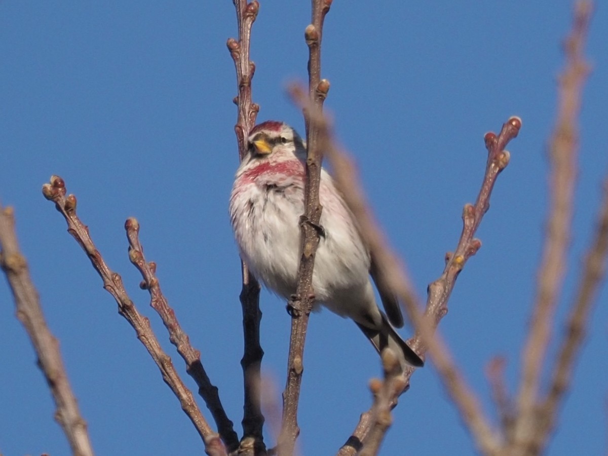 Common Redpoll (flammea) - Robert Rackliffe