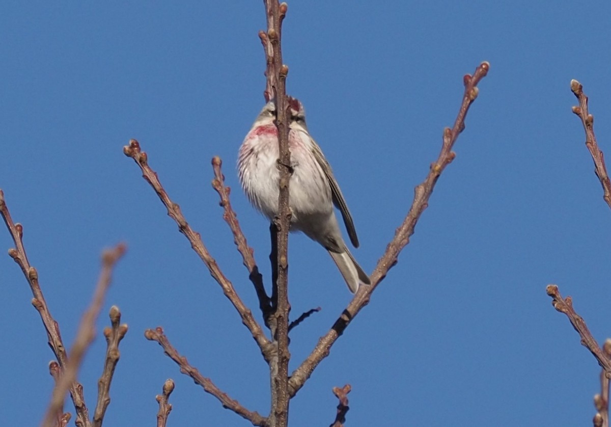 Common Redpoll (flammea) - Robert Rackliffe