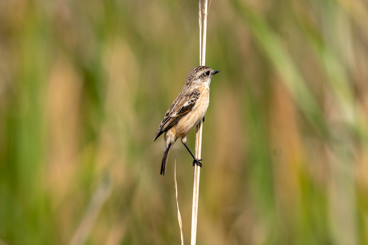 Siberian Stonechat (Siberian) - ML614785596