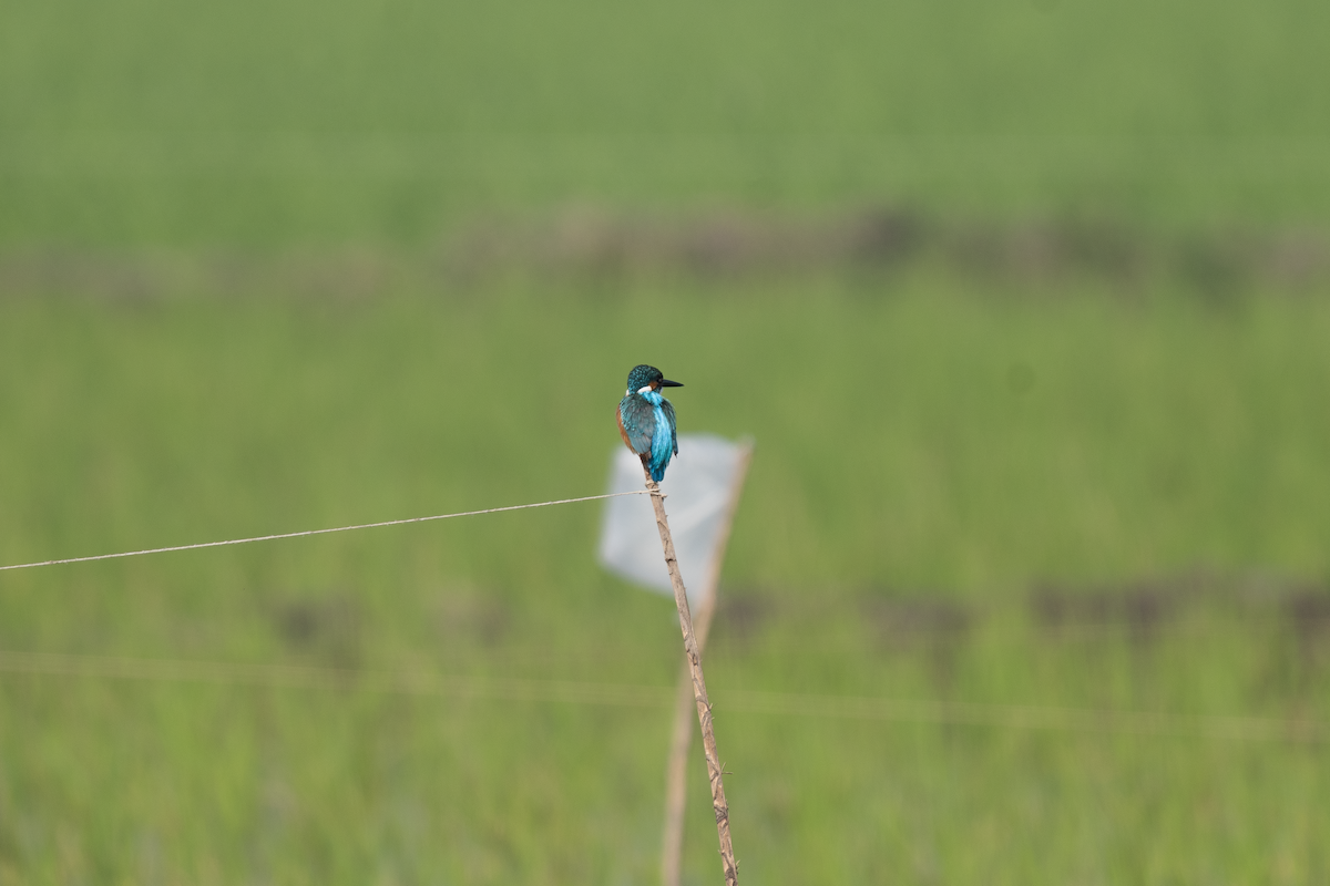 Common Kingfisher - ML614785600