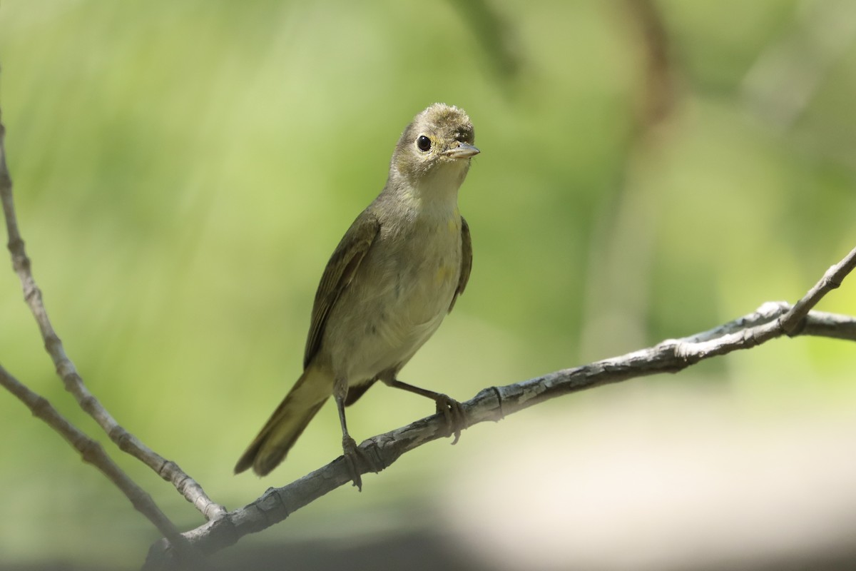 Yellow Warbler (Mangrove) - ML614785614