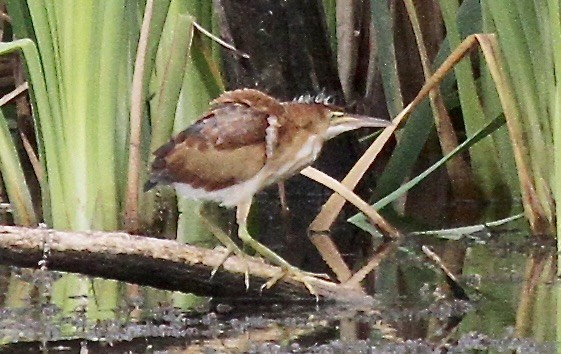 Least Bittern - Turk Duddy