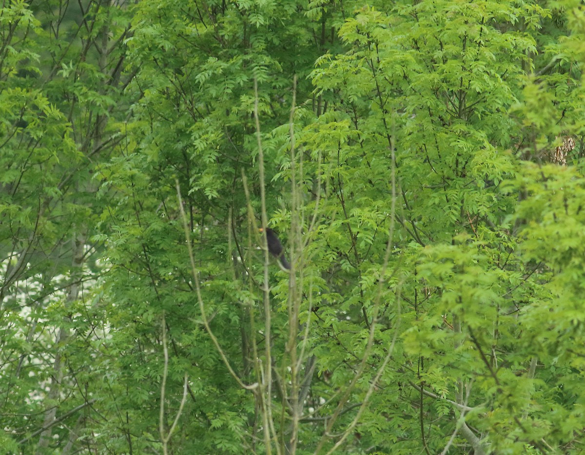 Eurasian Blackbird - ML614785731