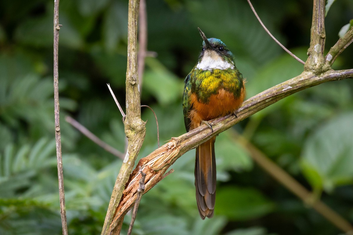 Rufous-tailed Jacamar - ML614785878