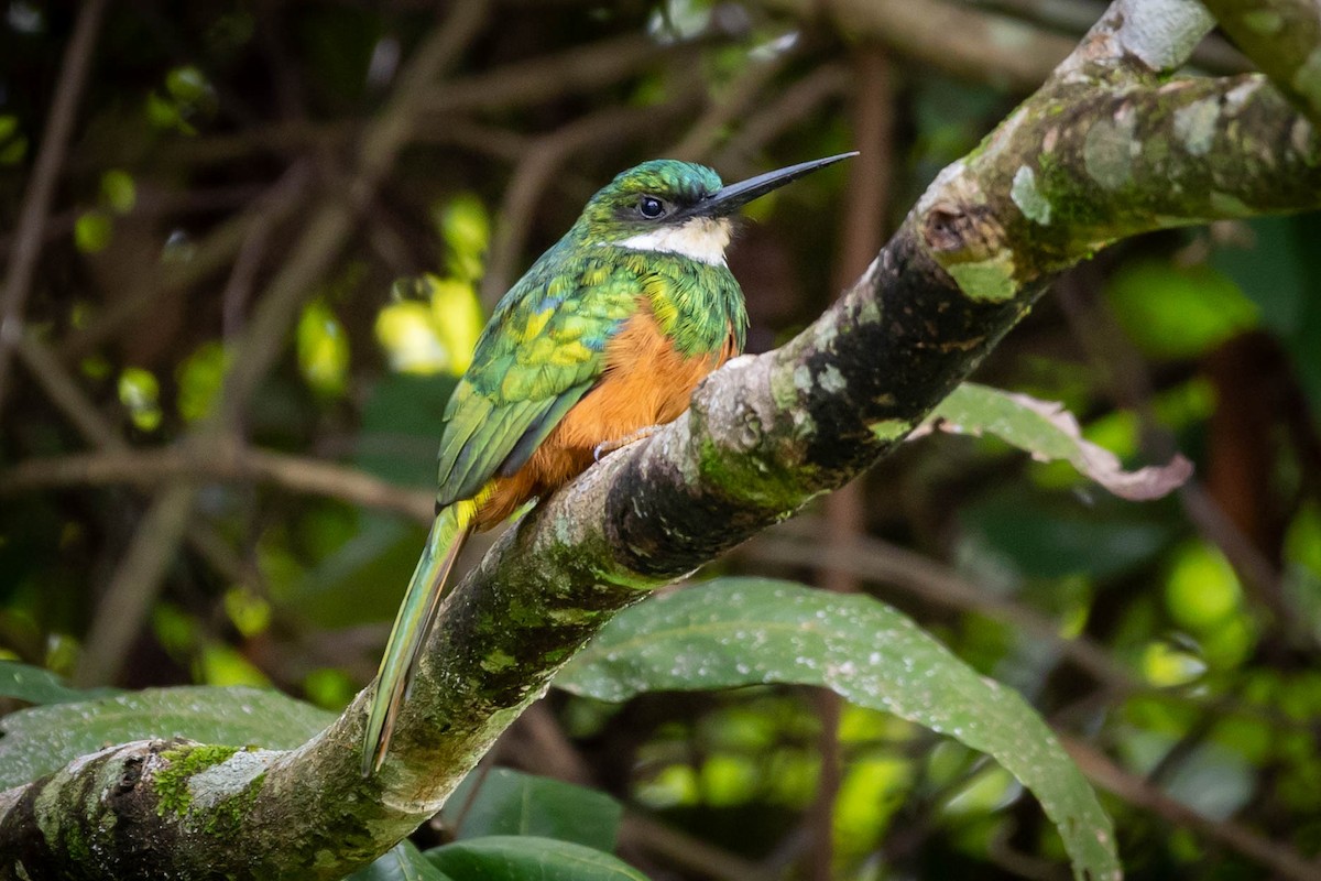 Rufous-tailed Jacamar - ML614785879