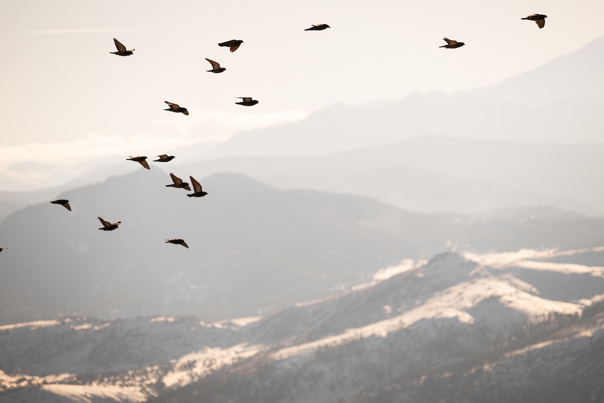 Rock Pigeon (Feral Pigeon) - ML614785894