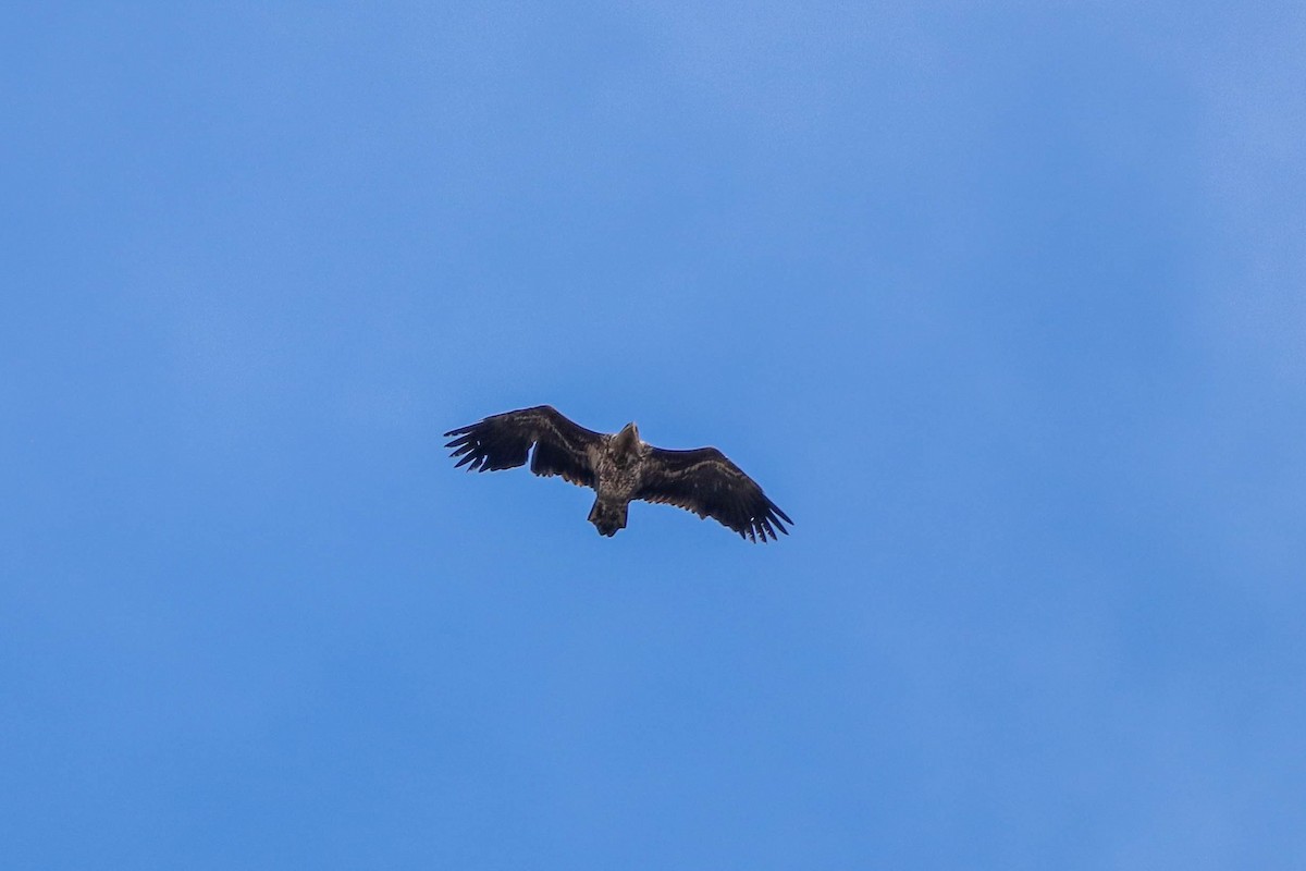 White-tailed Eagle - César Diez González