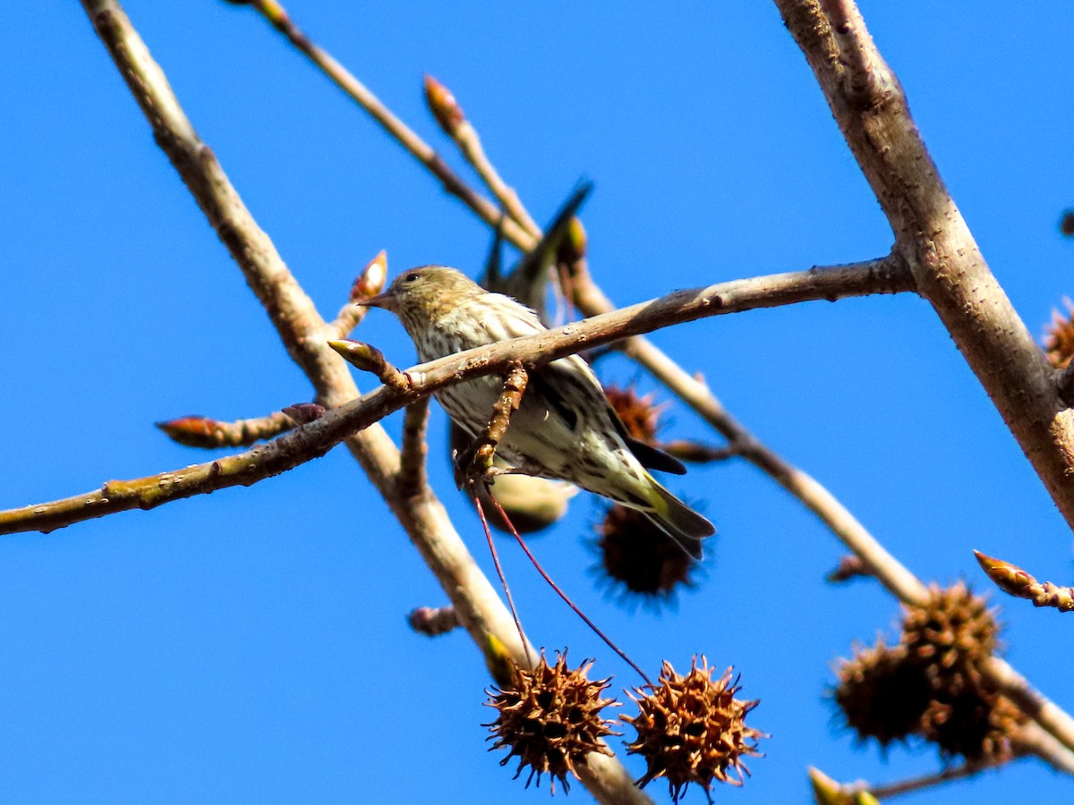 Pine Siskin - ML614785957