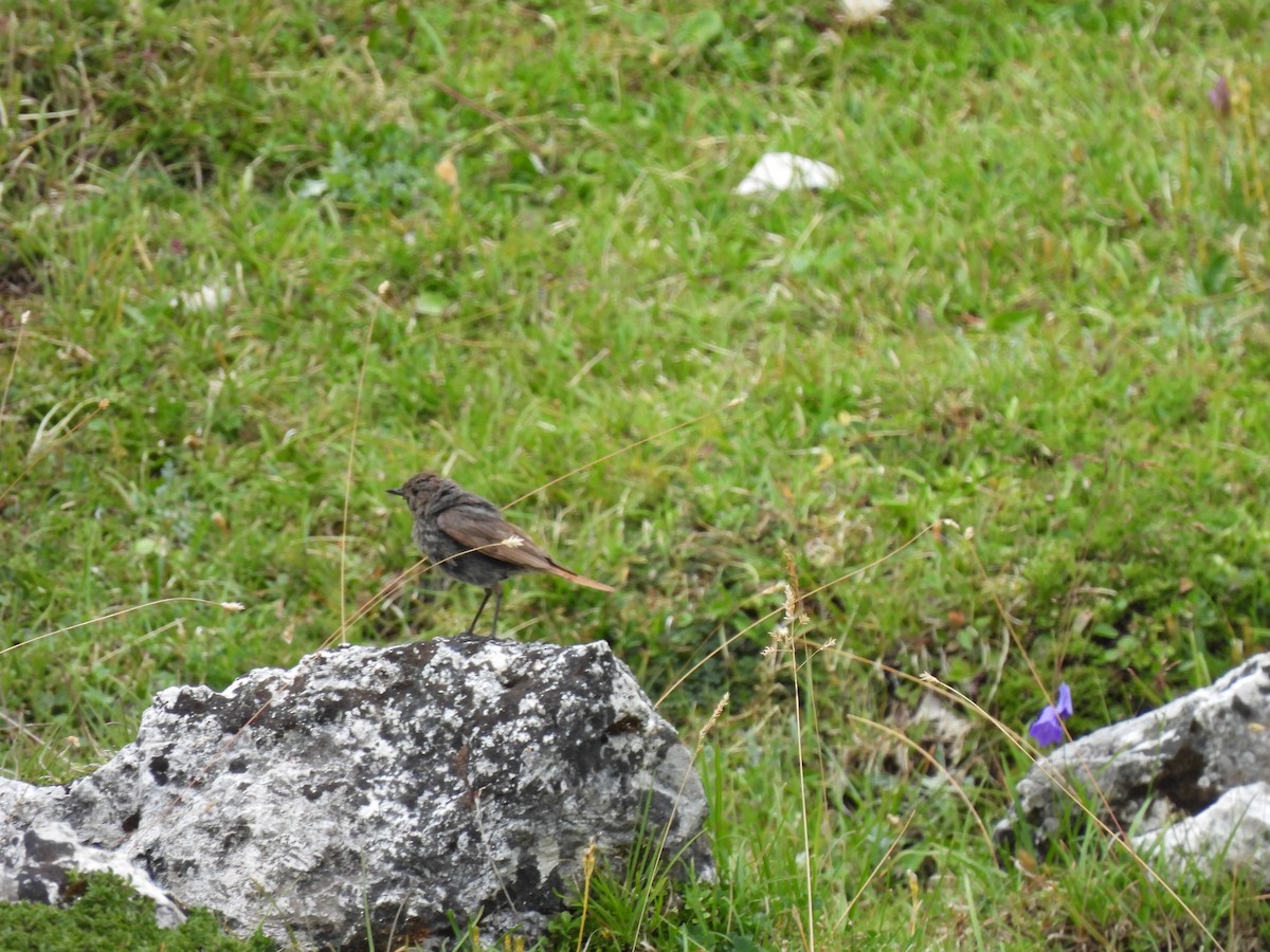 Black Redstart - Wieland Feuerabendt