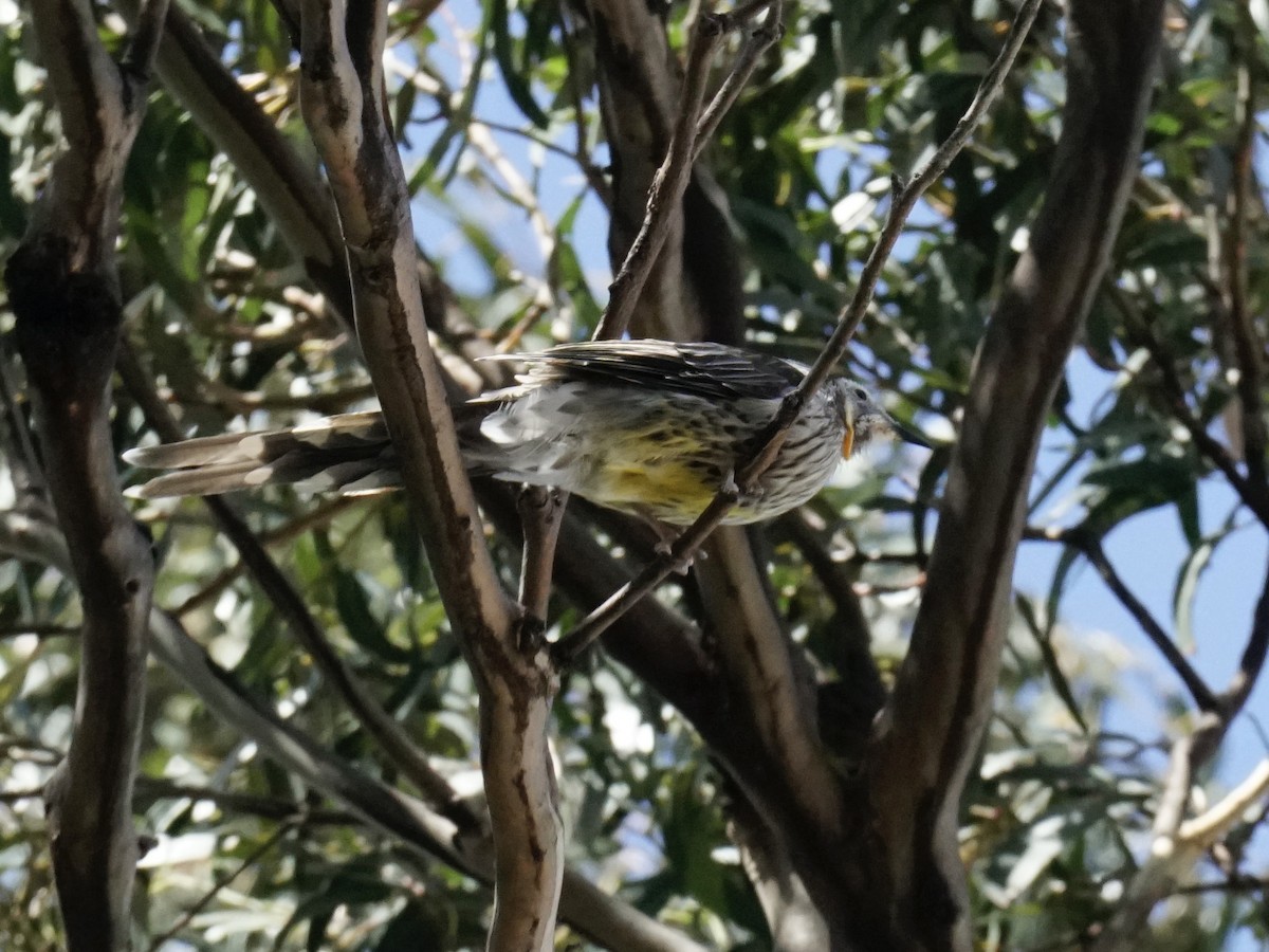 Yellow Wattlebird - ML614786036