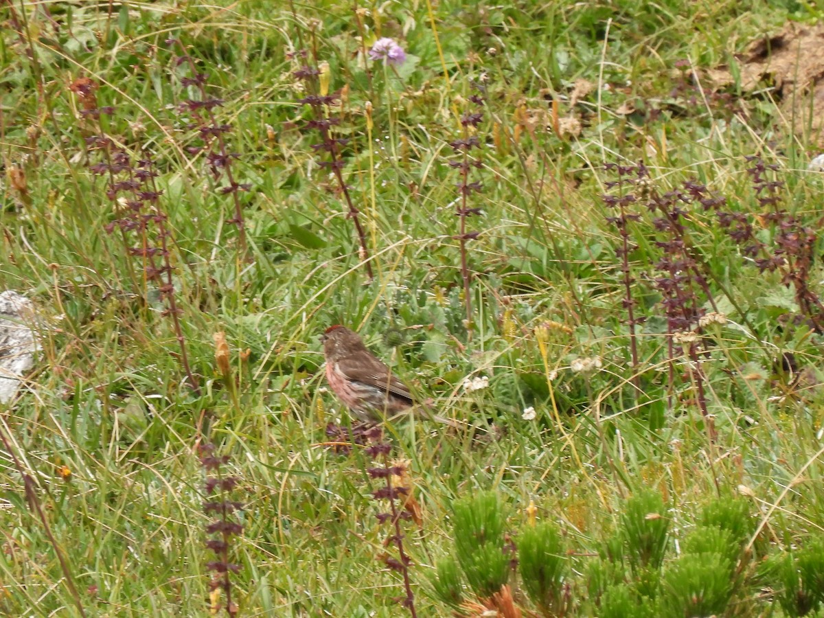 Lesser Redpoll - Wieland Feuerabendt