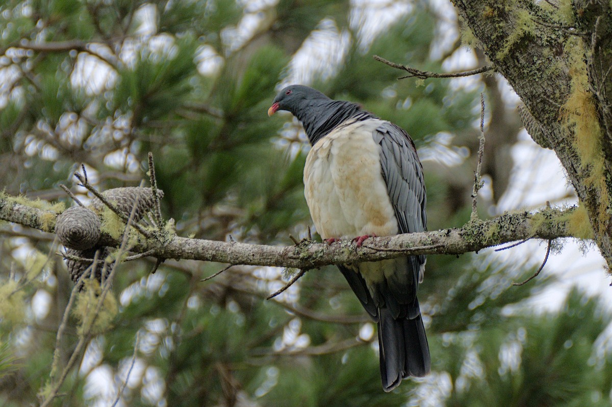 Chatham Island Pigeon - Christopher Tuffley