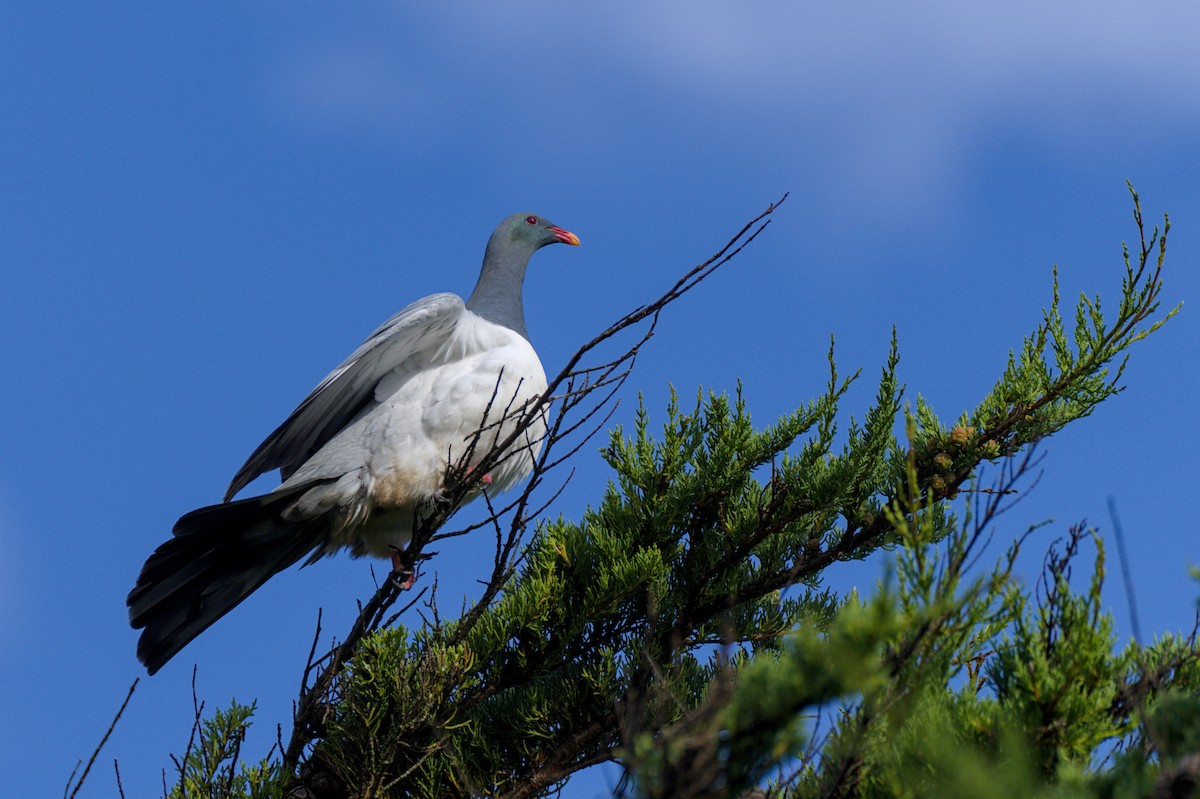 Chatham Island Pigeon - Christopher Tuffley