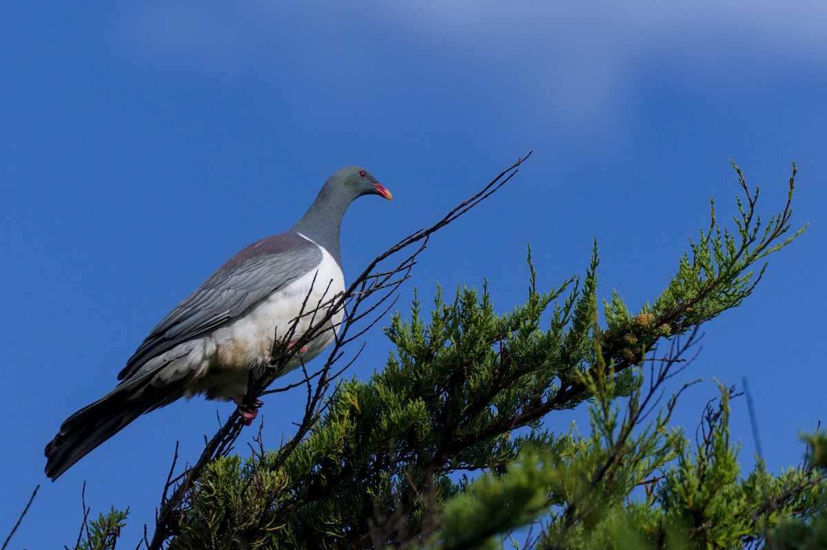 Chatham Island Pigeon - Christopher Tuffley