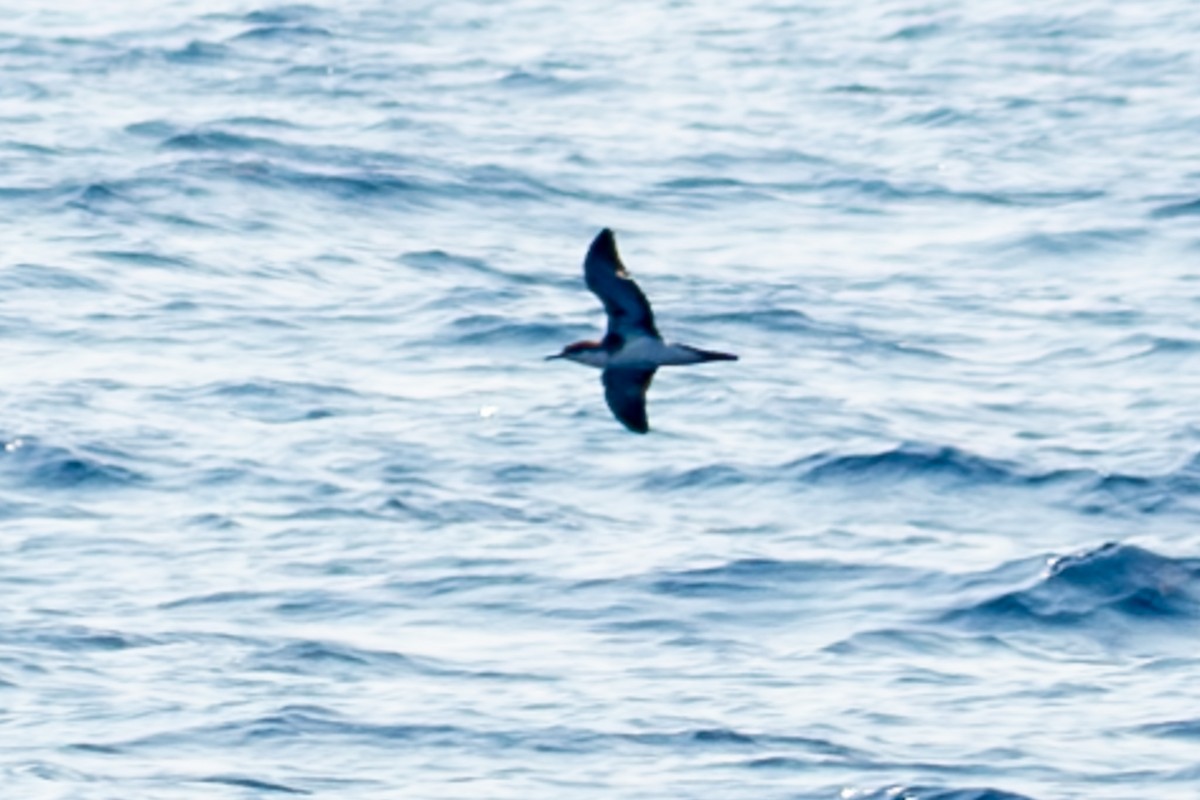 Audubon's Shearwater - Tanya Smythe