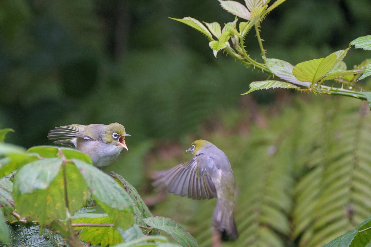 Silvereye - ML614786150