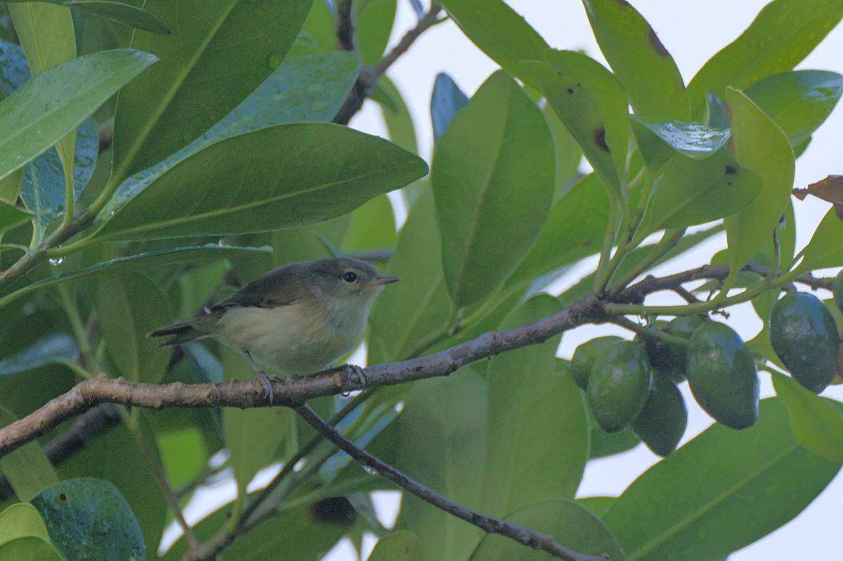 Chatham Island Gerygone - ML614786160