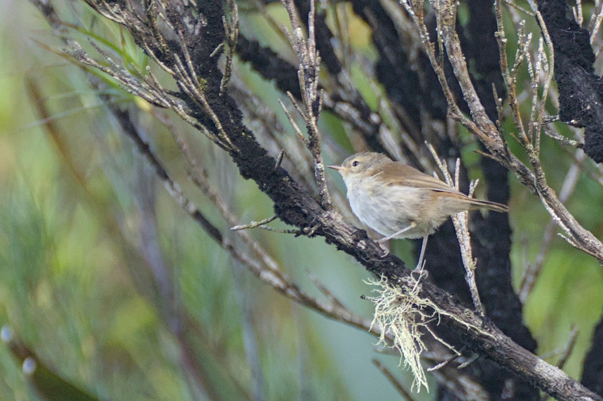 Chatham Island Gerygone - ML614786165