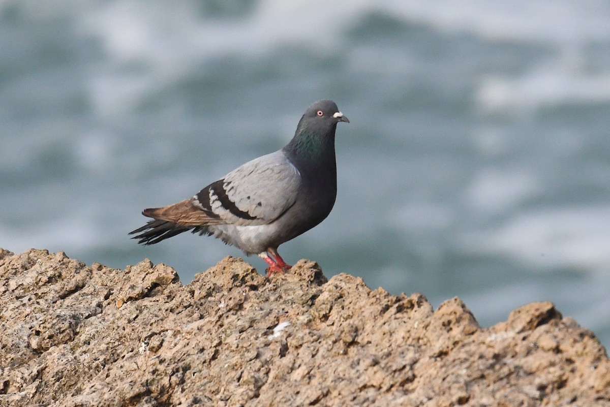 Rock Pigeon (Feral Pigeon) - Mário Estevens
