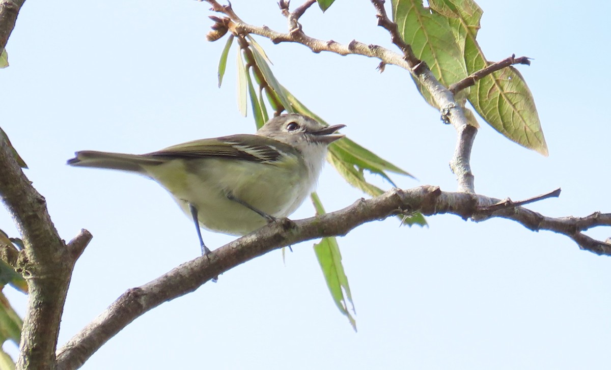 Vireo Plomizo (notius/montanus) - ML614786202