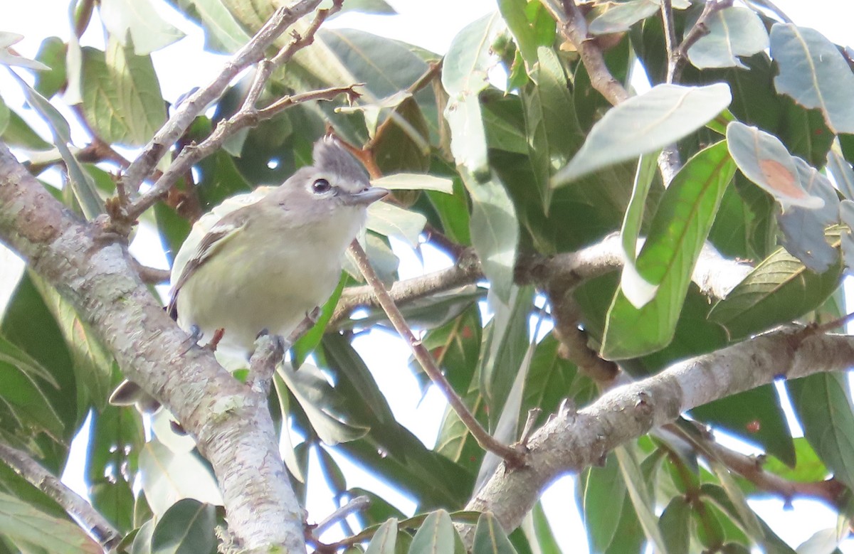 Vireo Plomizo (notius/montanus) - ML614786203