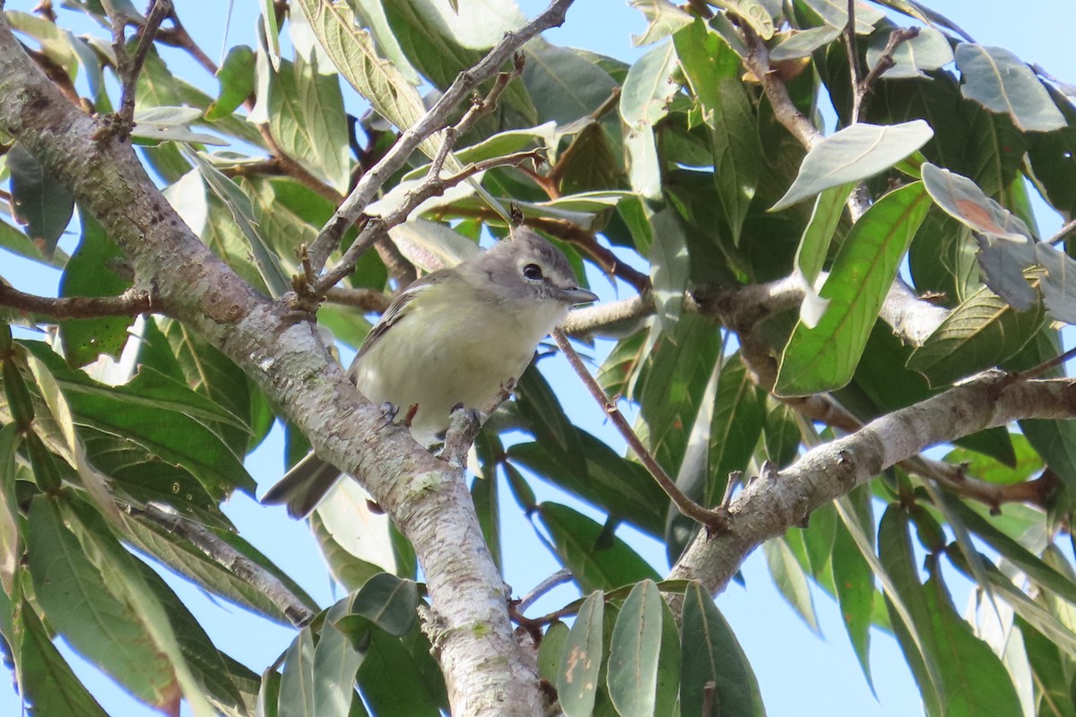 Kurşuni Vireo (notius/montanus) - ML614786204