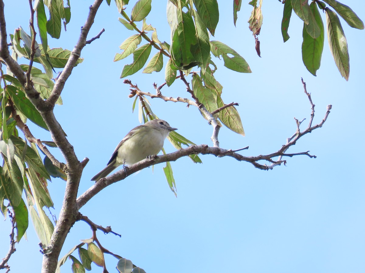 Plumbeous Vireo (Central American) - ML614786205