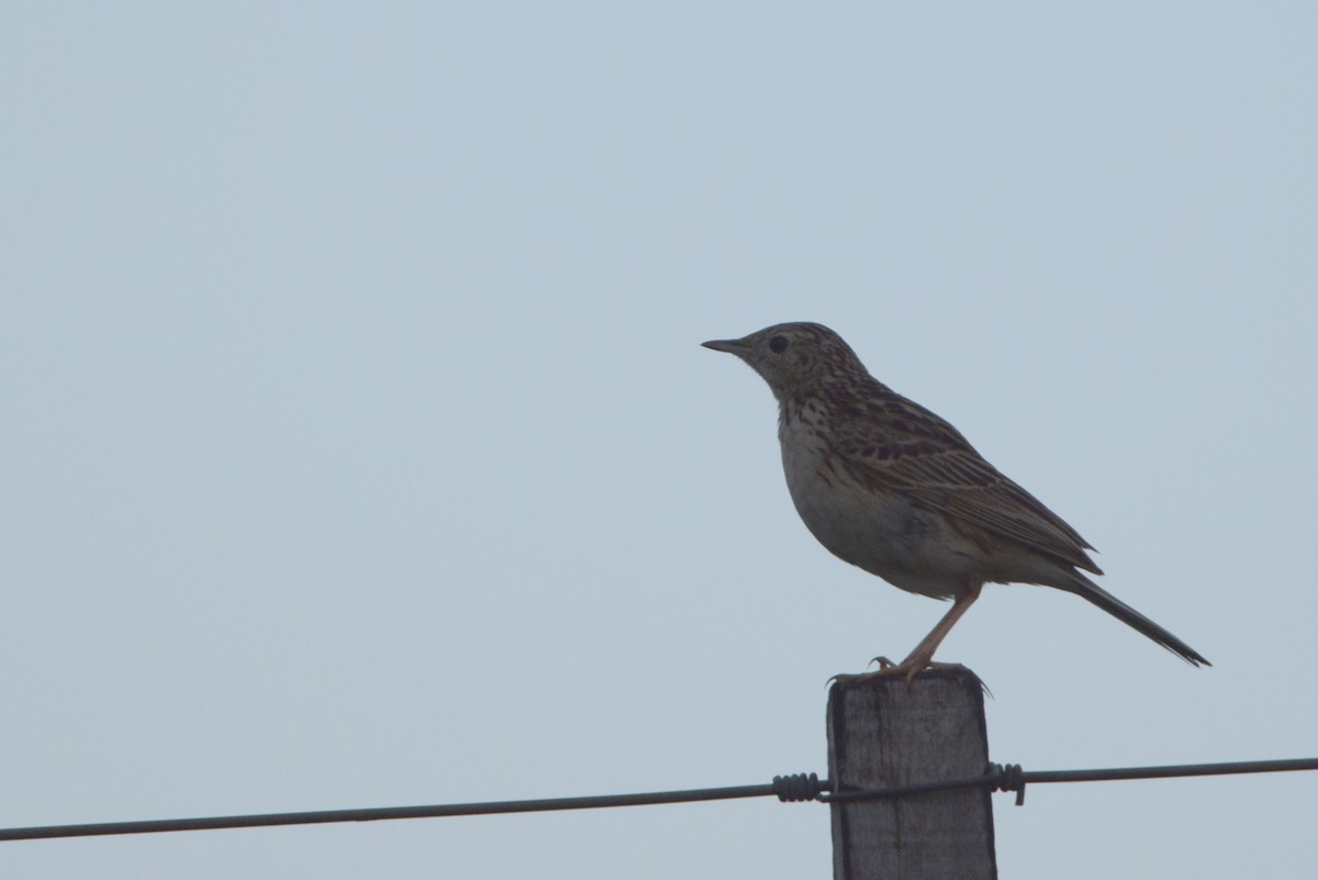 Hellmayr's Pipit - ML614786210