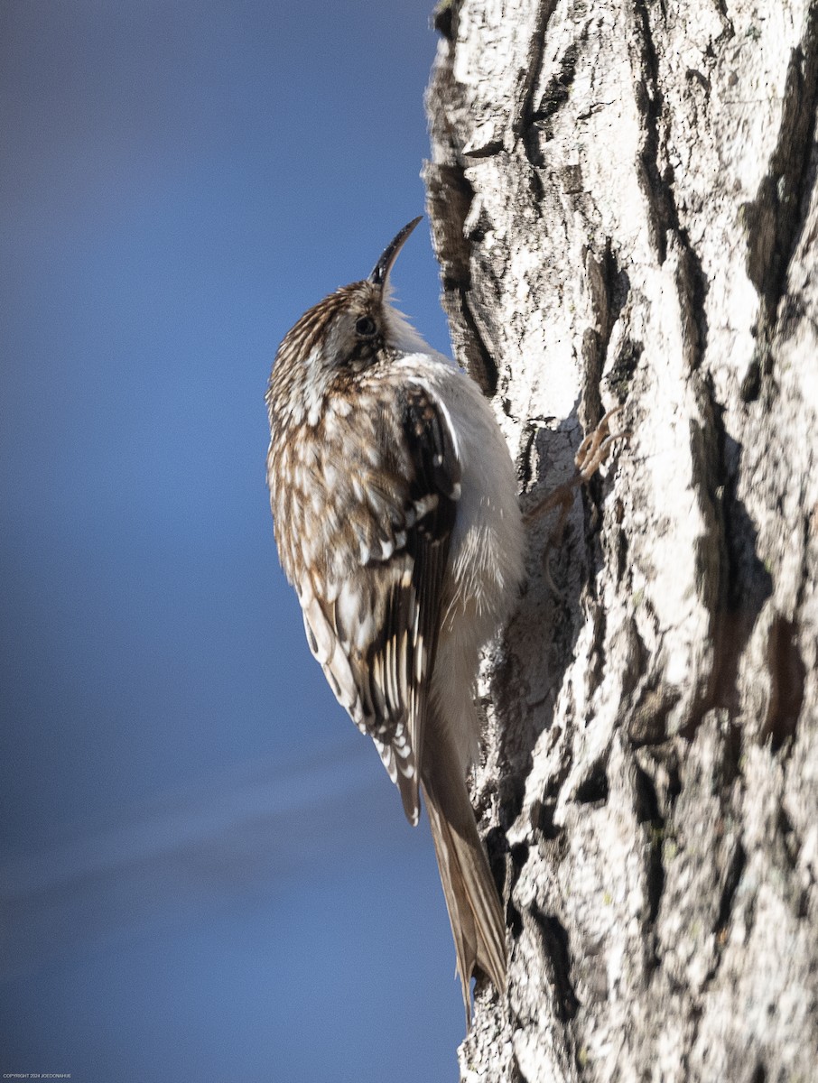 Brown Creeper - ML614786231