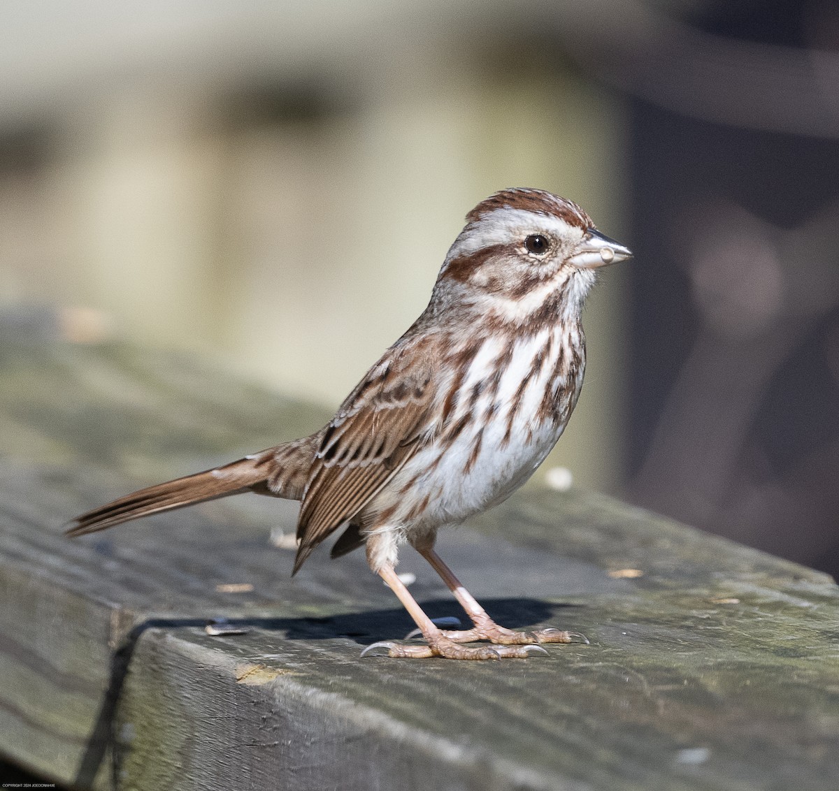 Song Sparrow - ML614786243