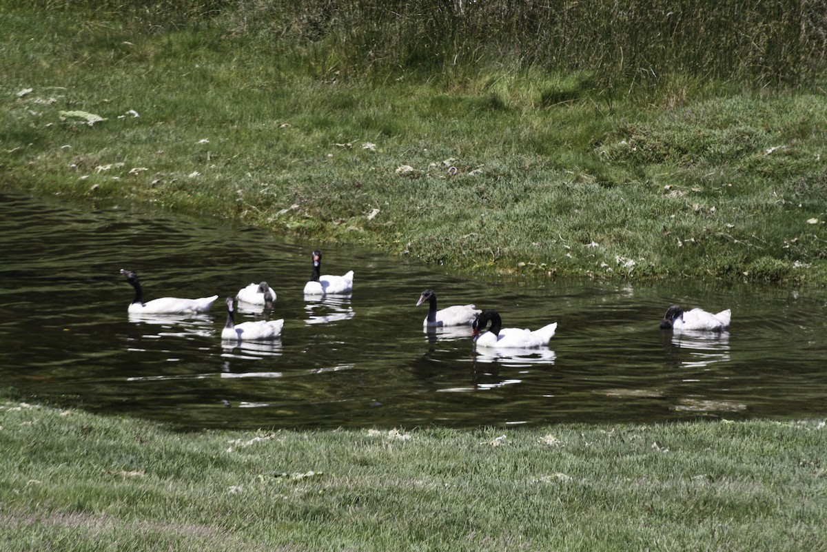 Cygne à cou noir - ML614786434