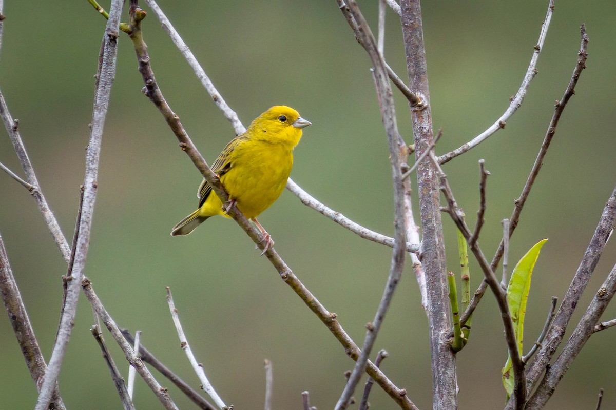 Stripe-tailed Yellow-Finch - ML614786471