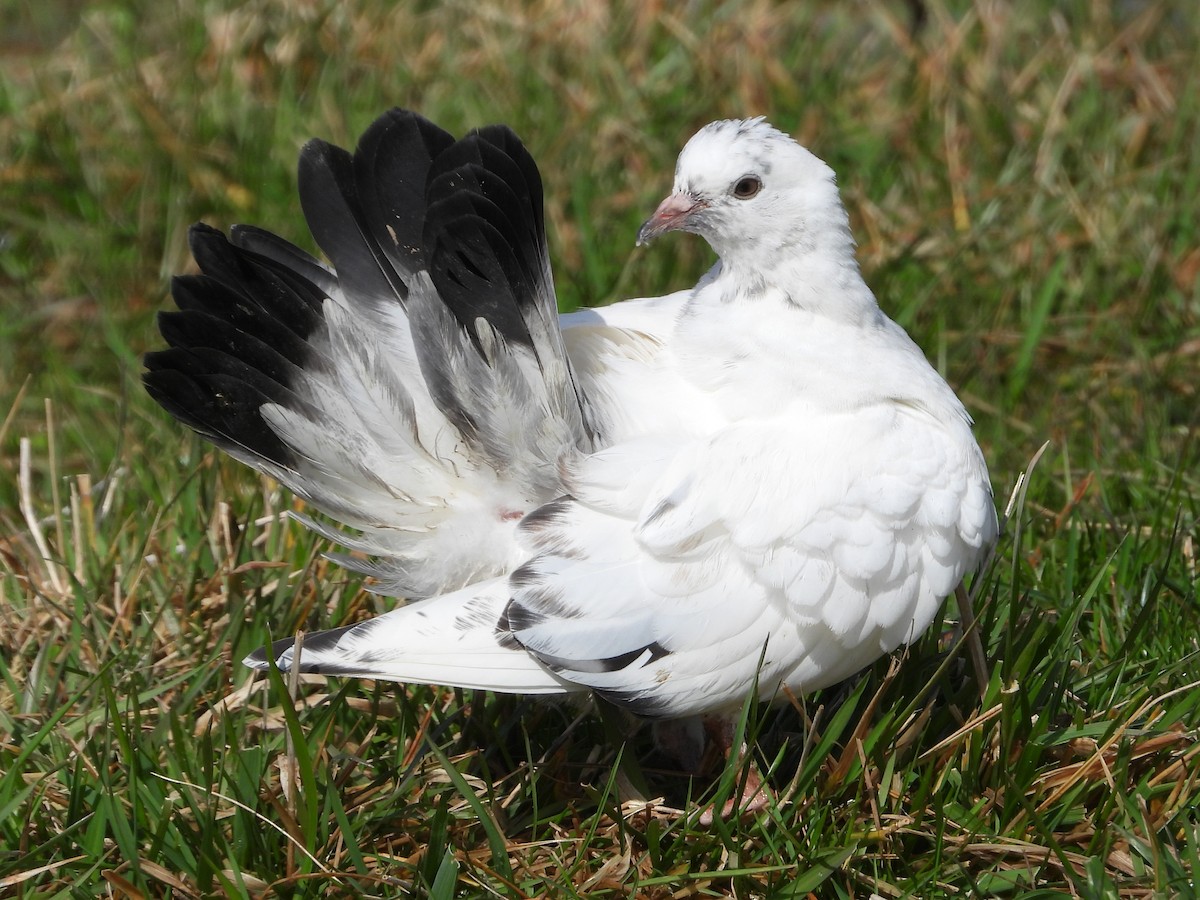 Rock Pigeon (Feral Pigeon) - ML614786479