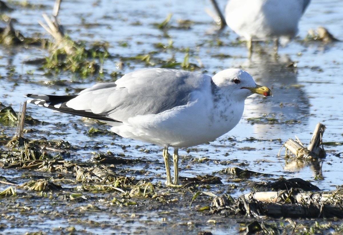 California Gull - ML614786536